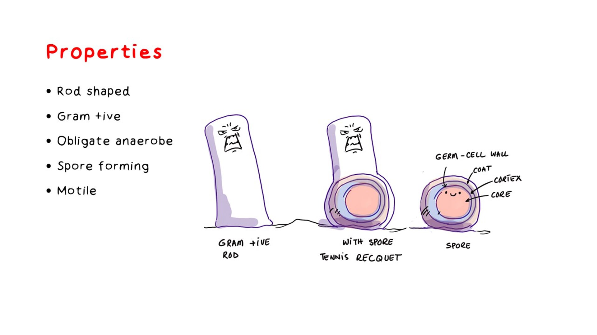 Clostridium Tetani