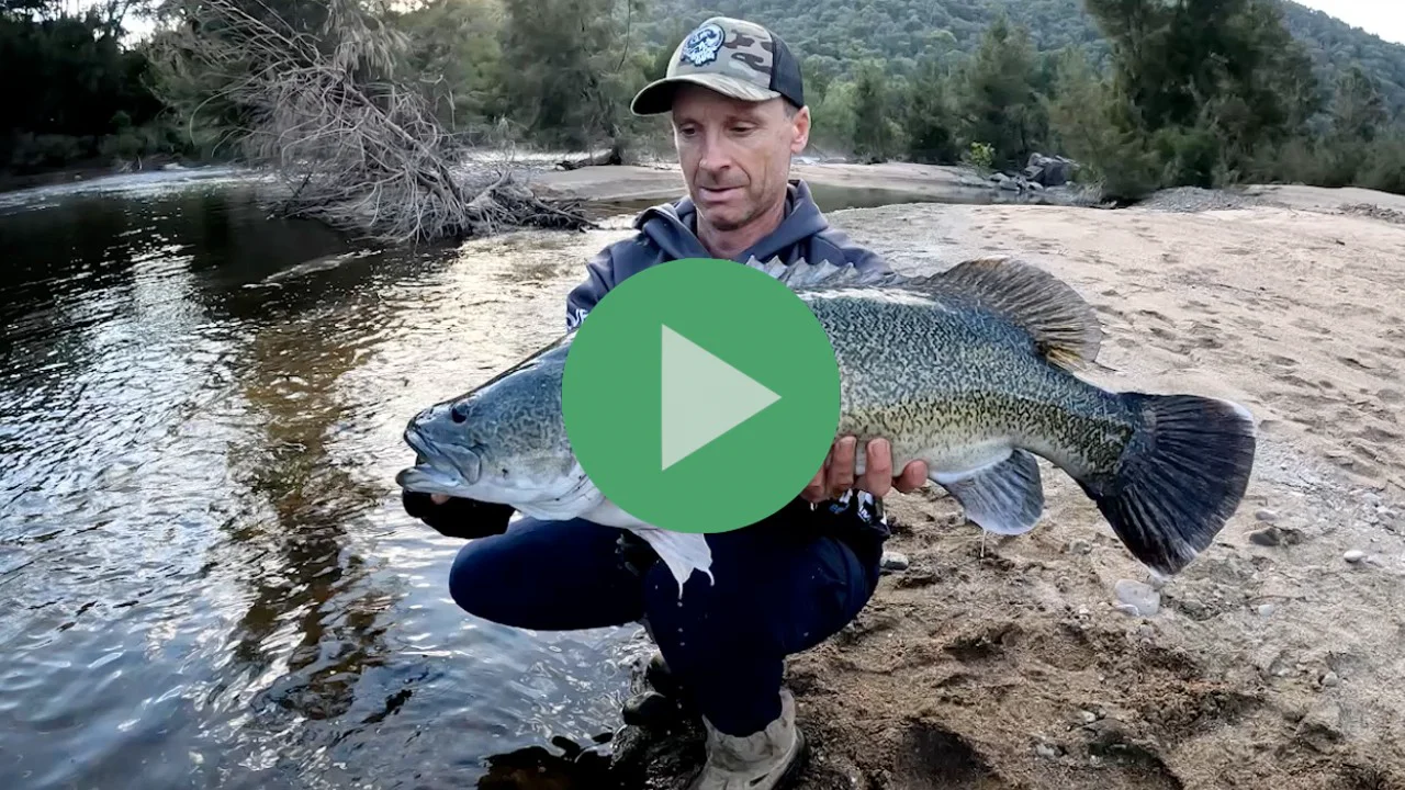 Best tips to catch and release of the mighty Murray cod