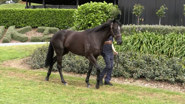 Lot 296