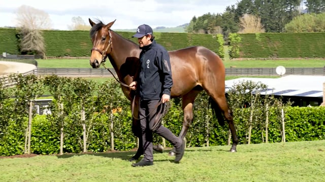 Lot 239