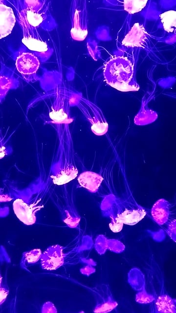 70以上の無料jellyfish クラゲ動画 Hd 4kクリップ Pixabay