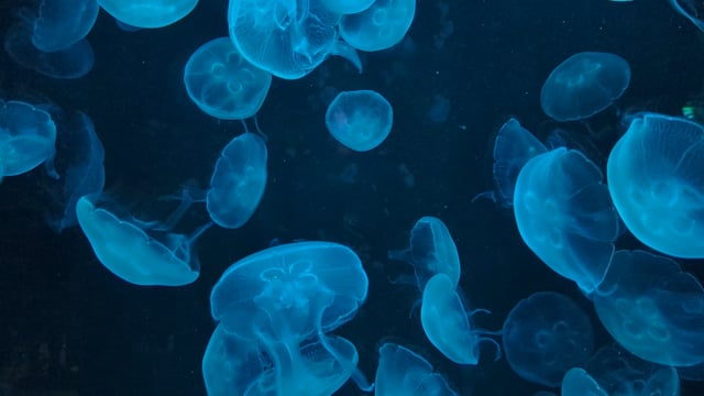 80+ Free Jellyfish & Water Videos, HD & 4K Clips - Pixabay