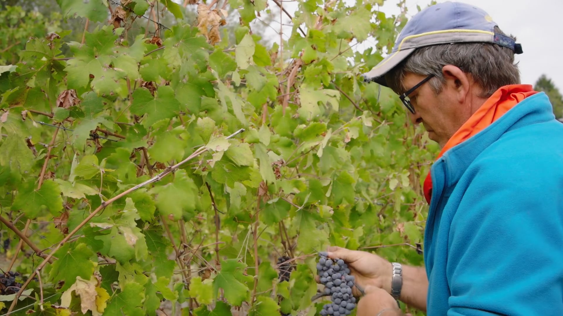 Albugnano 549, Vendemmia 2022, Orietta Perotto