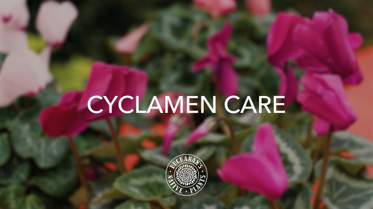 Cyclamen Care