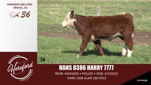 Lot #36 - HANS 8386 HARRY 7777