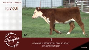 Lot #42 - 1