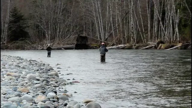 Spring Steelhead