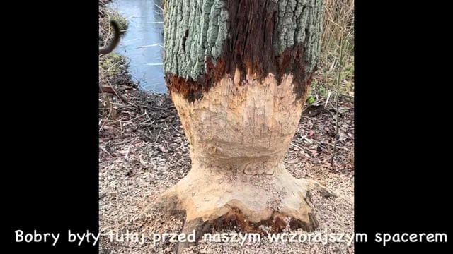 Some beavers … (be) here before our yesterday’s walk.