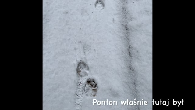Ponton … (be) here.