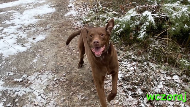 He … (go) for a walk yesterday.