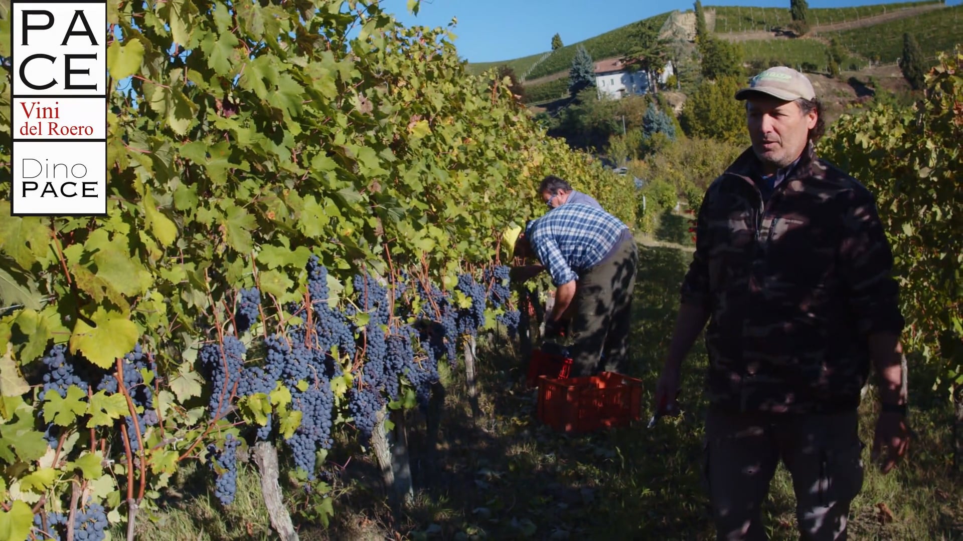 CICLO PRODUTTIVO | Vendemmia Nebbiolo 2021 | Ep, 1 | Productive cycle
