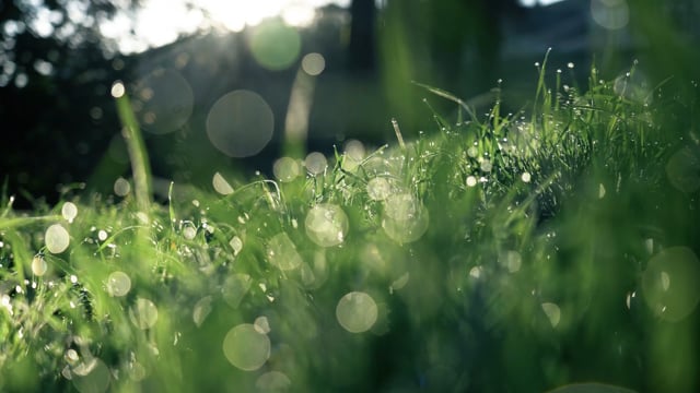 Grass Dew Drops Light - Free video on Pixabay