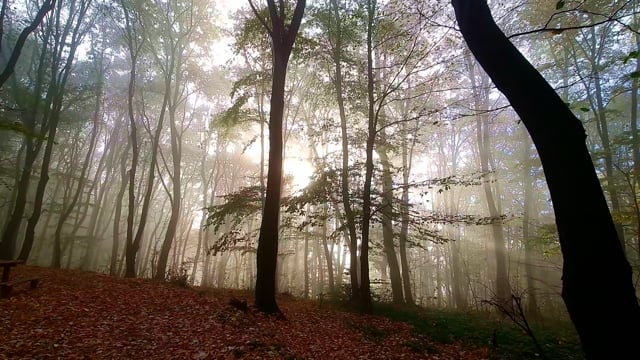 秋天 落下 树叶 - Free video on Pixabay - Pixabay