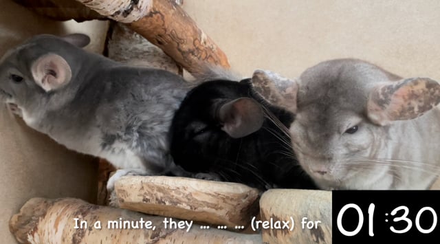 In a minute, they … (relax) for 1 minute and 30 seconds.
