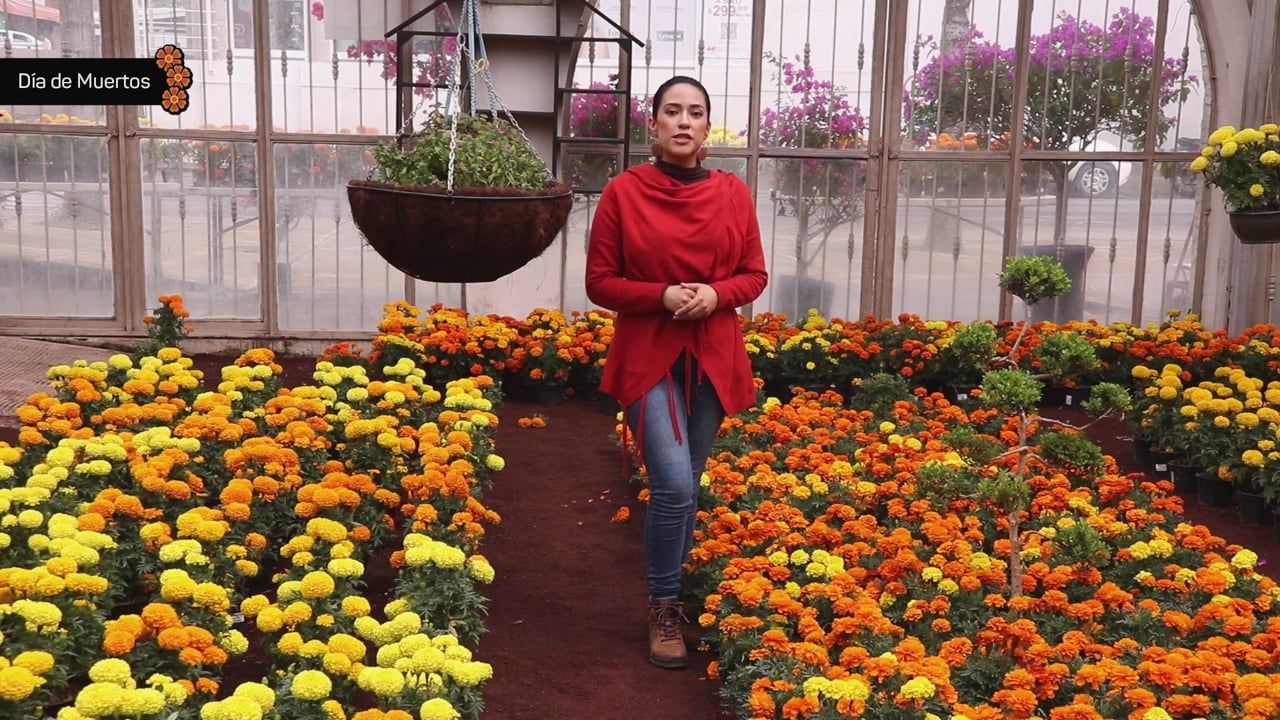 Orgullo Veracruzano: Flor de Cempasúchil