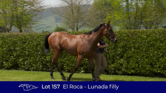 Lot 157