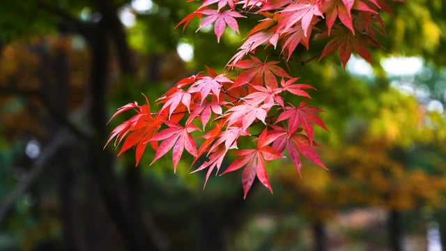 Autumn Autumn Leaves Autumn Scenery Free Stock Video Pixabay