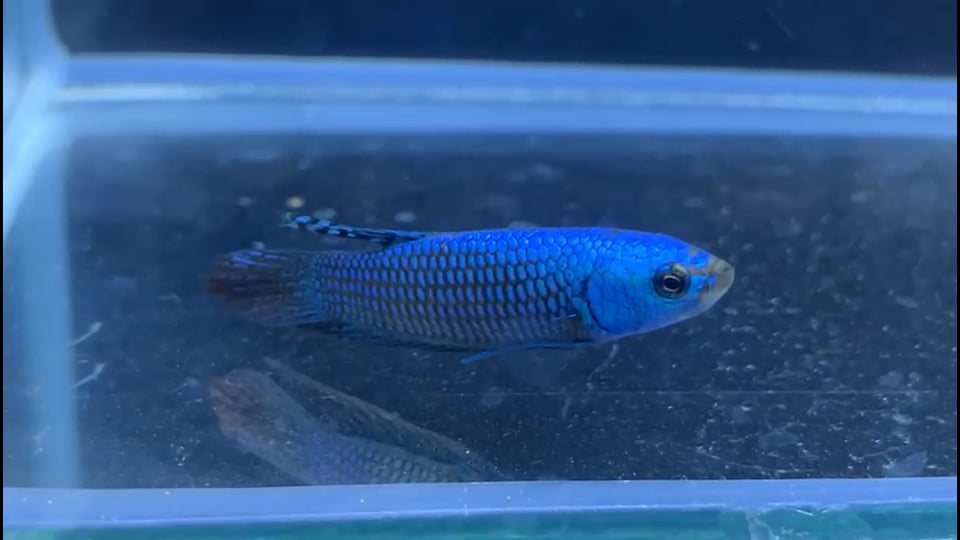 Best of Show