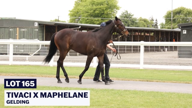 Lot 165