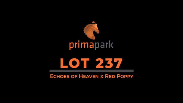 Lot 237