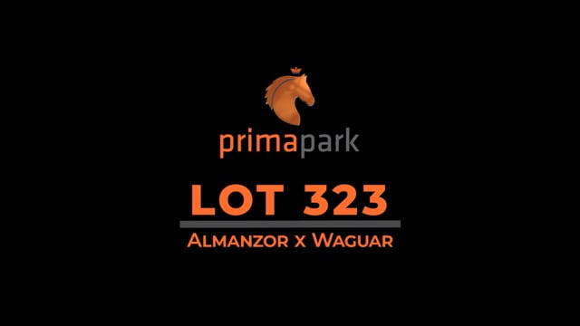 Lot 323