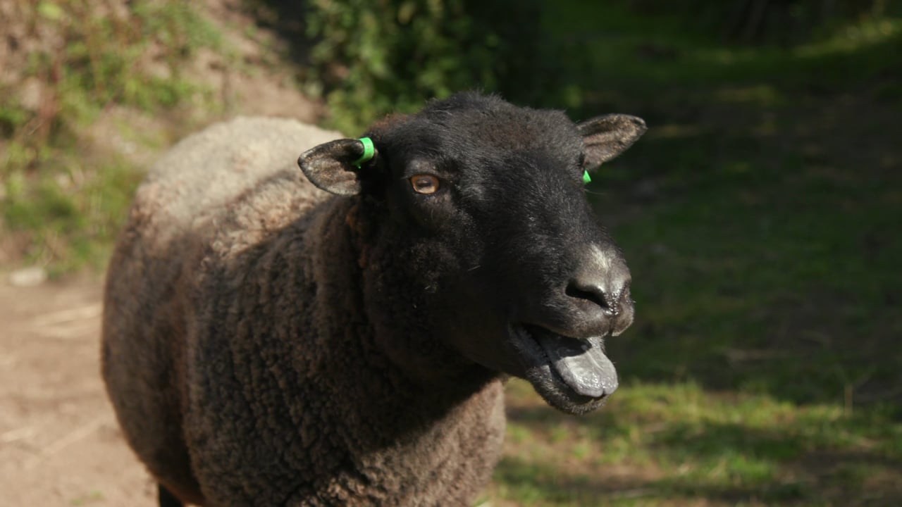 Emma ja maatilan eläimet - Trailer (pitkä)