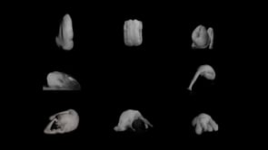 Vignette de la vidéo