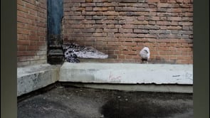 Vignette de la vidéo