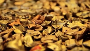 Vignette de la vidéo