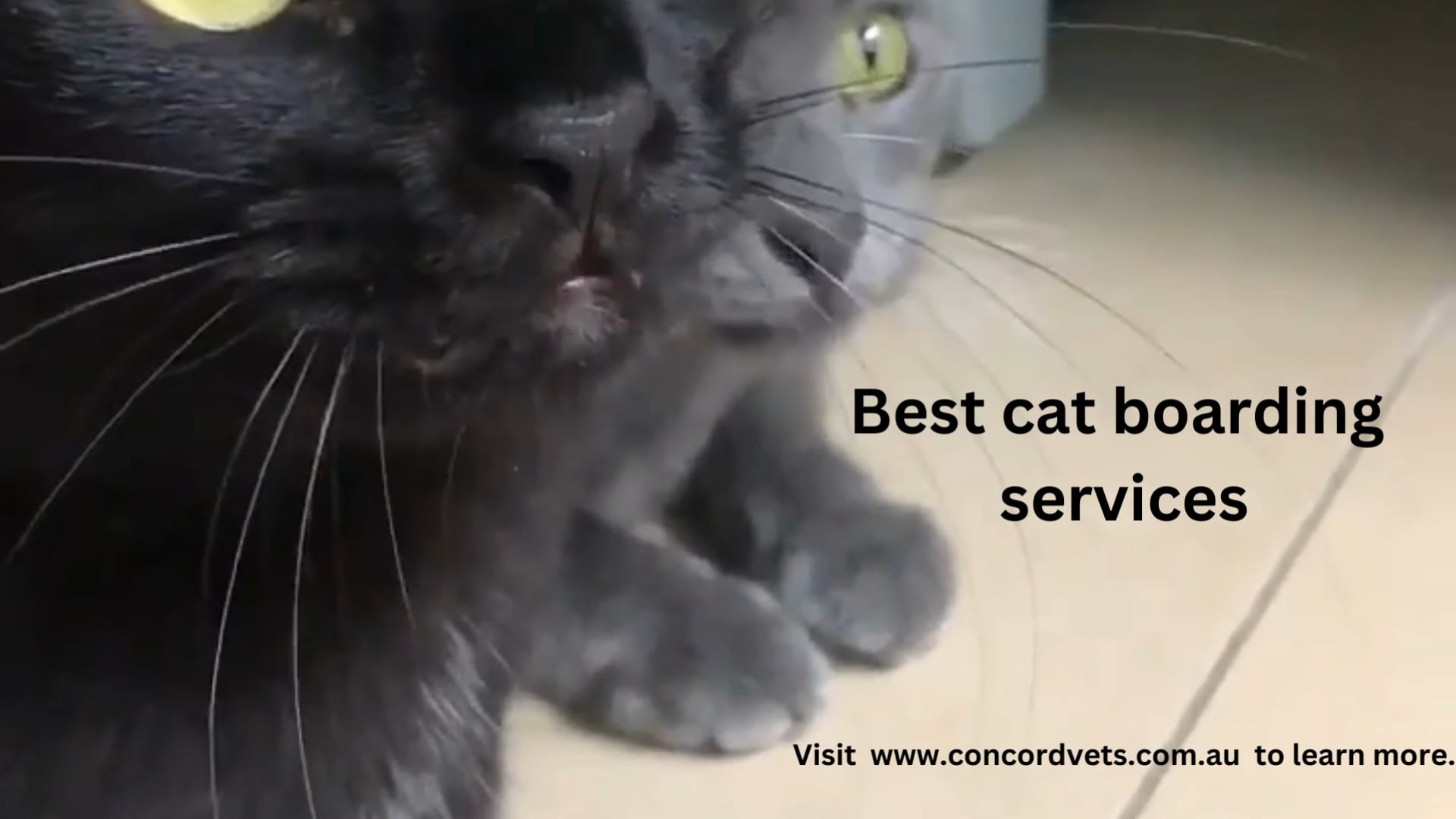 Best cat boarding services on Vimeo