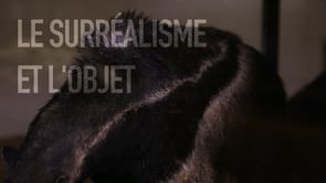 Vignette de la vidéo