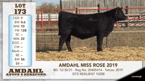 Lot #173 - AMDAHL MISS ROSE 2019