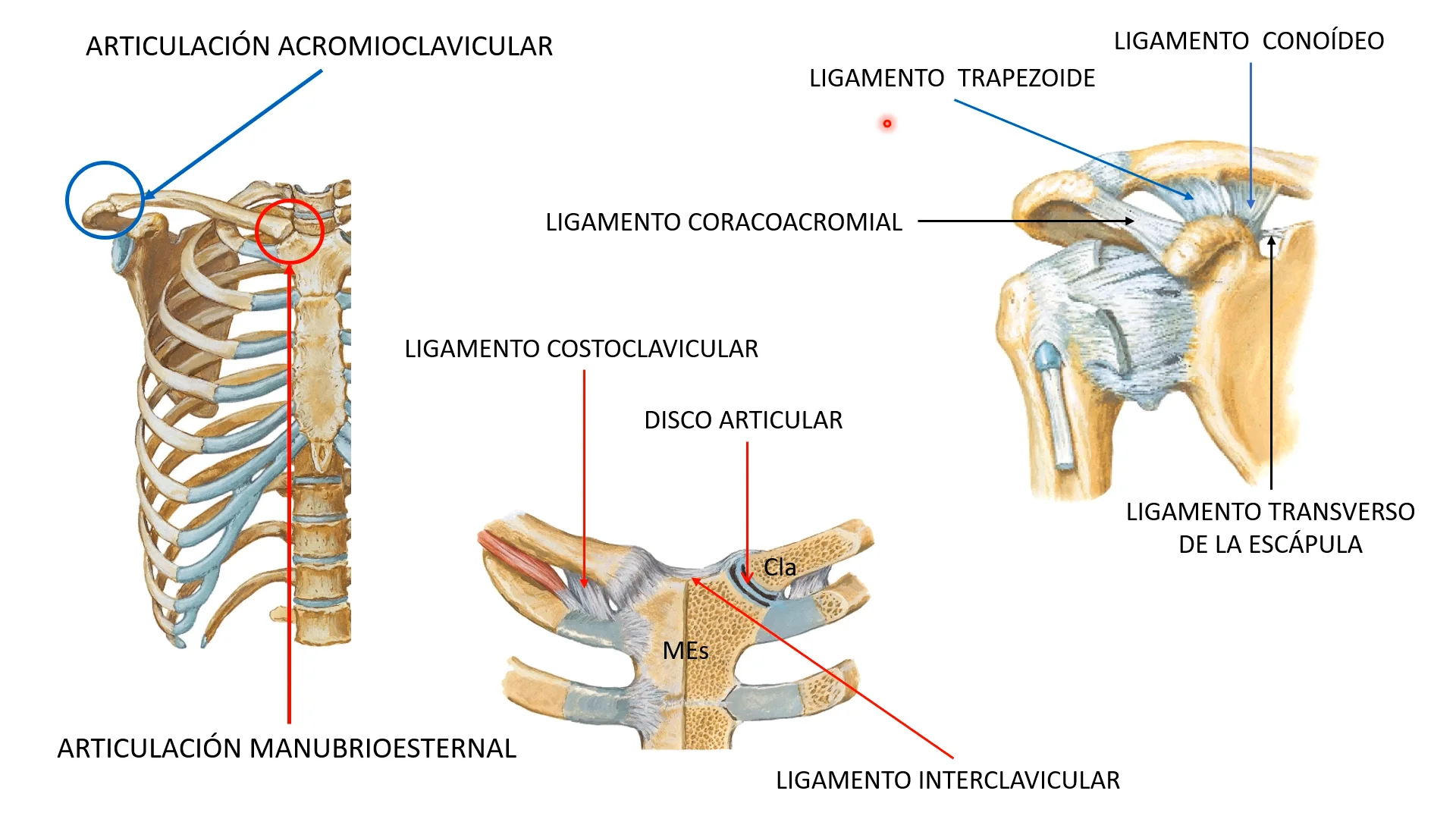 cingulo pectoral2 on Vimeo