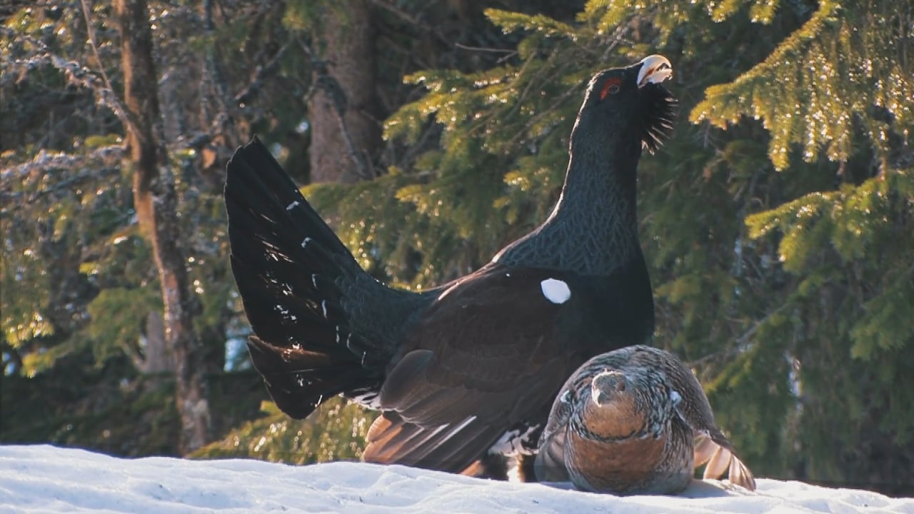 Capercaillie