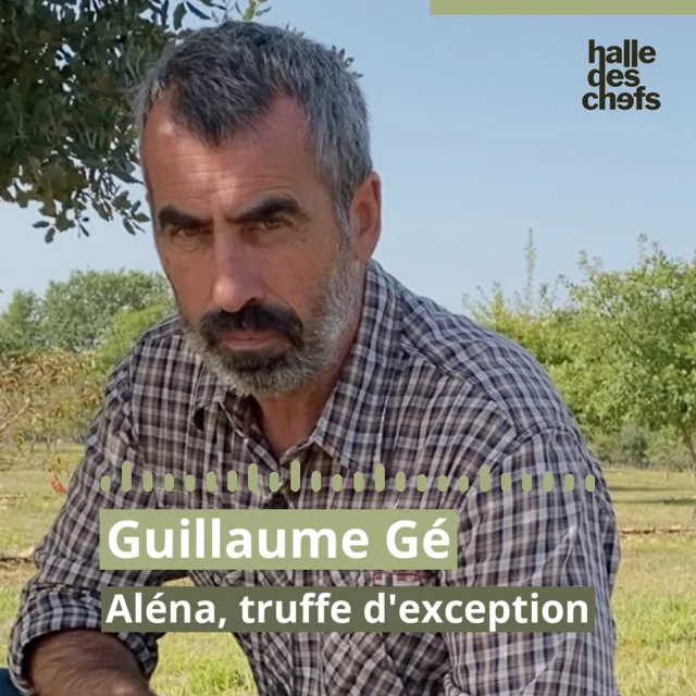 Truffe Aléna : truffe noire & suprême de Nouvelle-Aquitaine