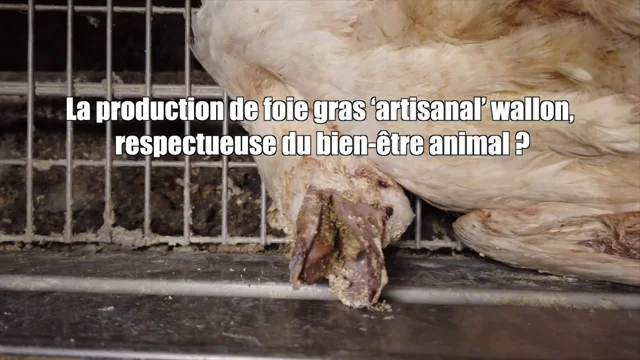 Les Fédérations Horeca Wallonie et Flandre ouvertes au foie gras produit sans  gavage