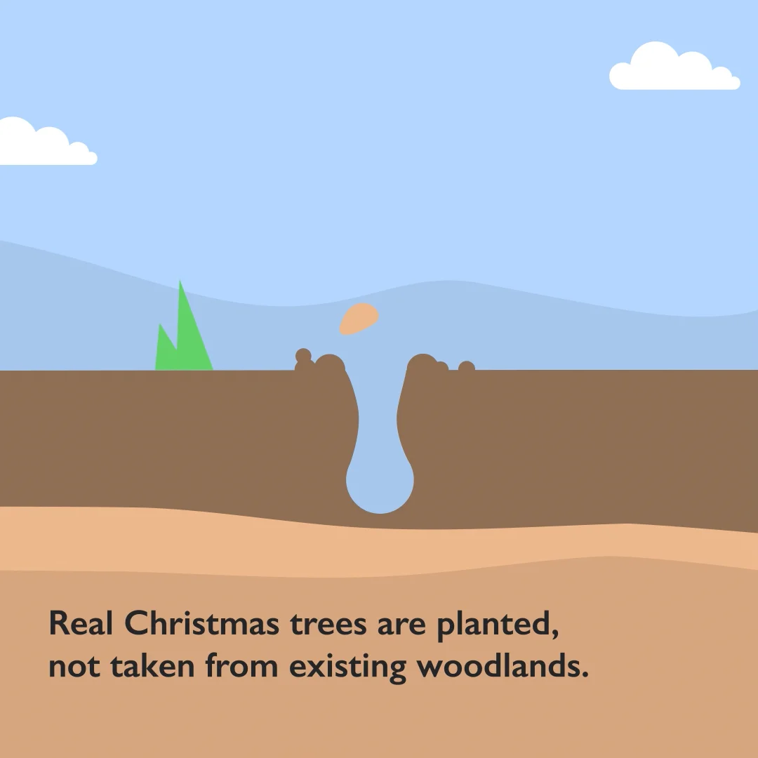 BCTGA Benefits of Real Christmas Trees 1.mp4 on Vimeo