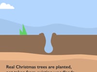 Real Christmas Trees
