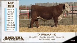 Lot #128 - TA UPROAR 150