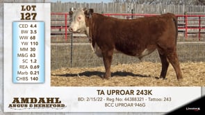 Lot #127 - TA UPROAR 243K