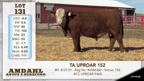 Lot #131 - TA UPROAR 152