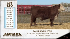 Lot #120 - TA UPROAR 205K