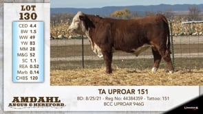 Lot #130 - TA UPROAR 151