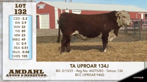 Lot #132 - TA UPROAR 134J
