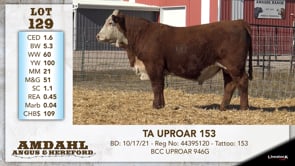 Lot #129 - TA UPROAR 153