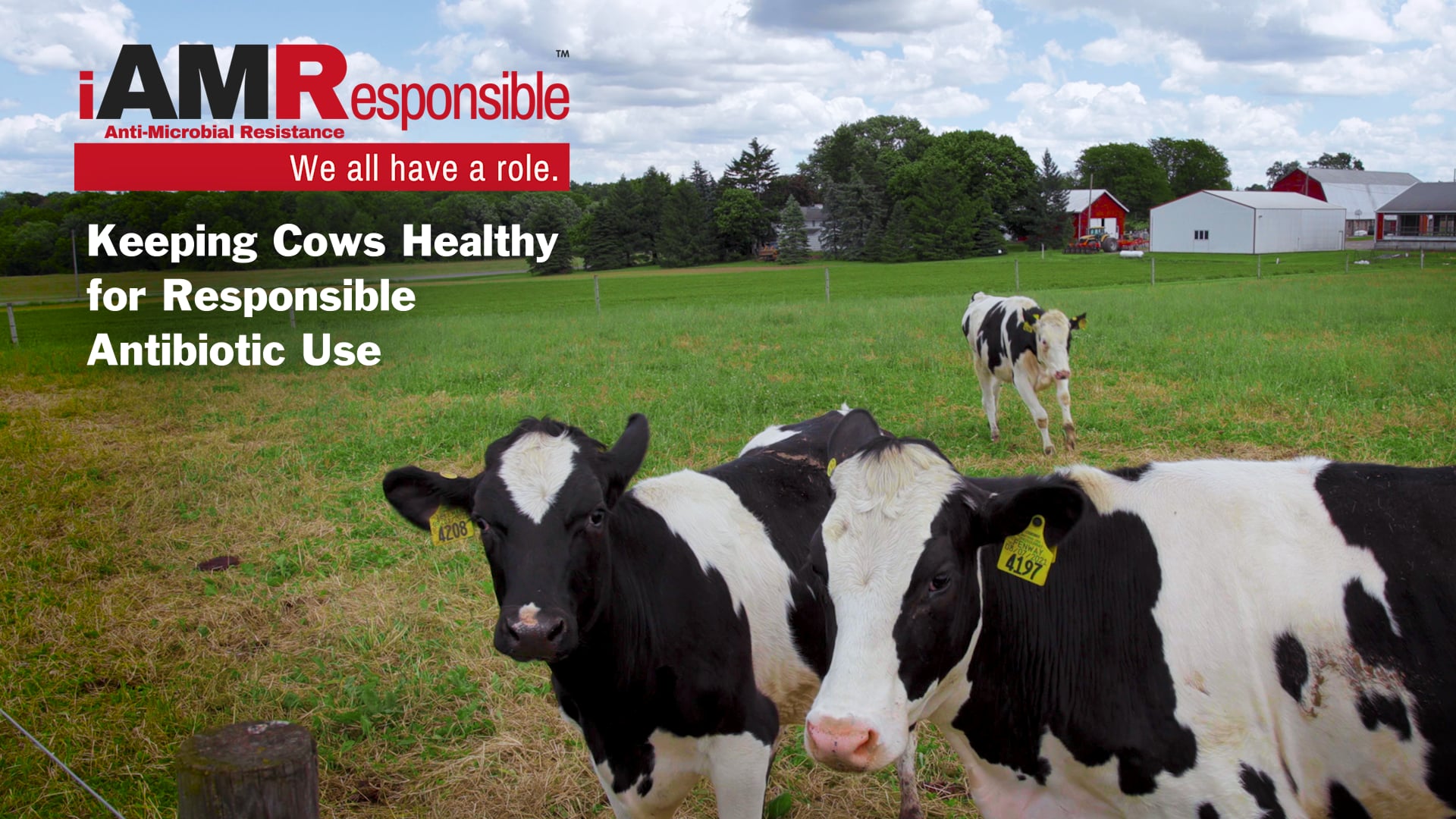 Well Said Media: Agriculture - AMR: Keeping Cows Healthy for ...