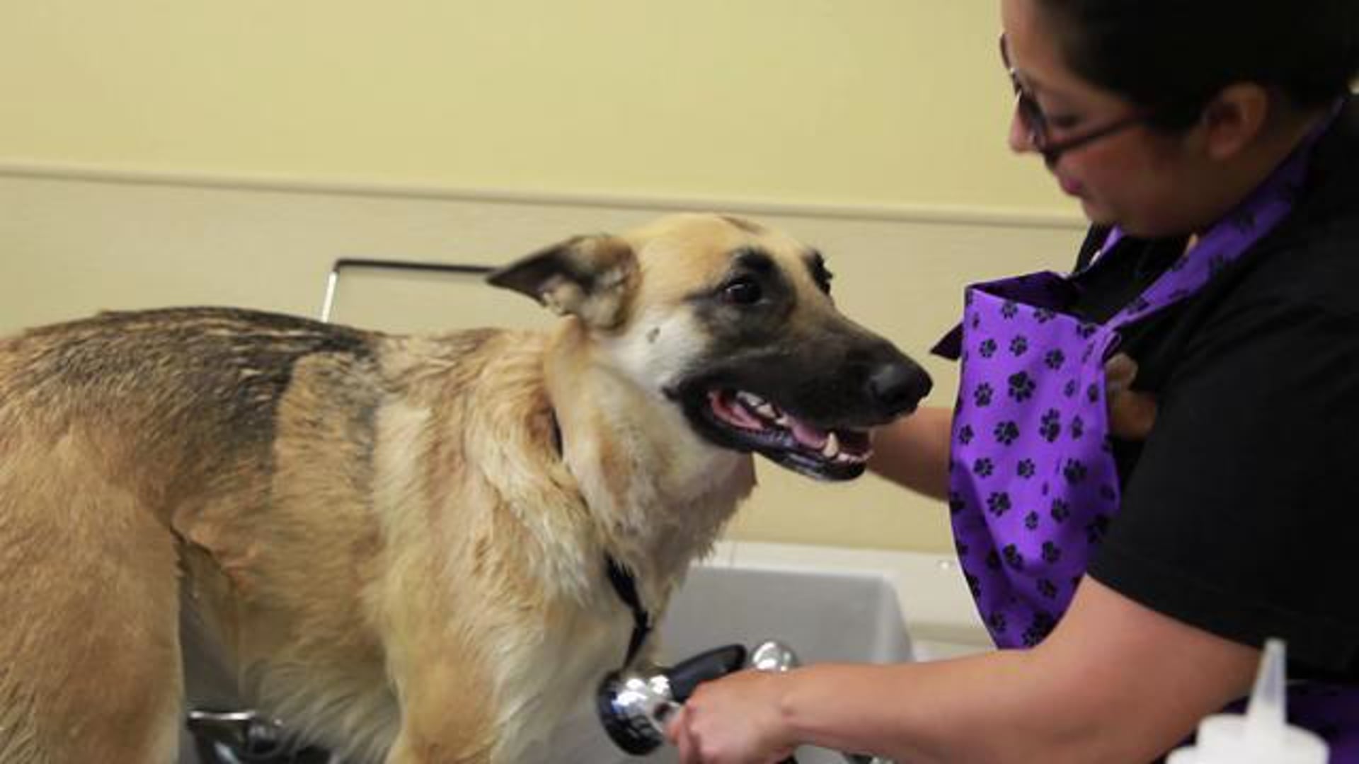 Heart of a Passion: Dirty Hairy Dog Wash