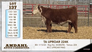 Lot #137 - TA UPROAR 224K