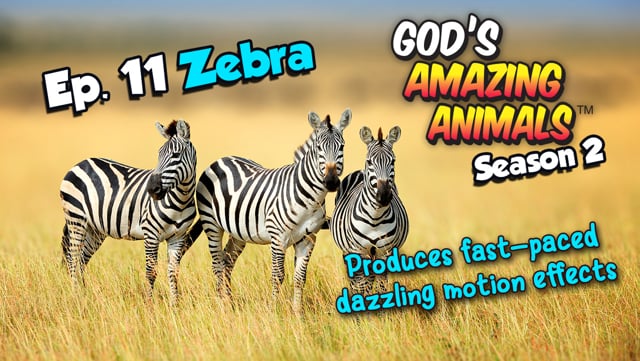 Series - God's Amazing Animals