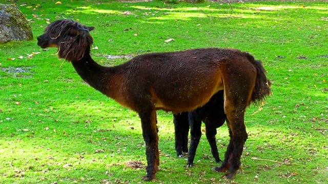 10+ Free Llama & Sheep Videos, HD & 4K Clips - Pixabay 10+ Free Llama & Sheep Videos, HD & 4K Clips - Pixabay